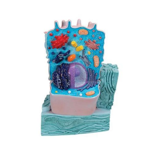 3B Scientific Animal Cell Model 1000523